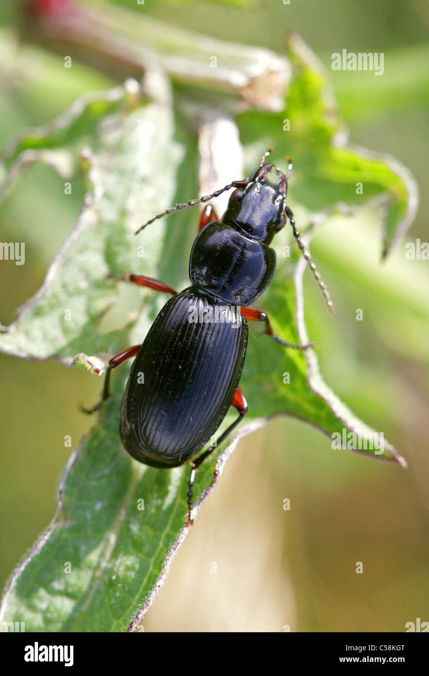 Black clock beetle uk hires stock photography and images Alamy