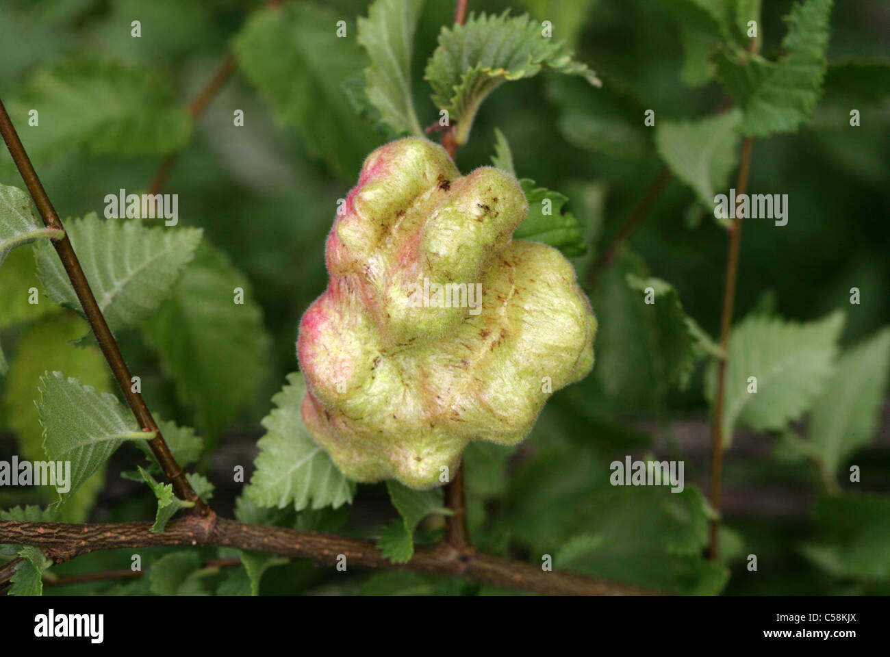 Aphid Gall on an Elm Leaf, Tetraneura (Byrsocrypta) ulmi, Aphididae, Hemiptera. Stock Photo