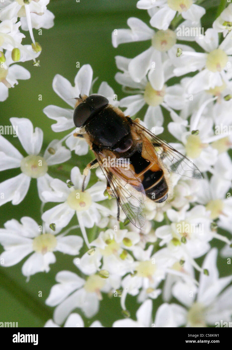 Male Hoverfly, Eristalis arbustorum, Syrphidae, Diptera. Longdeans NR, Hertfordshire. Stock Photo