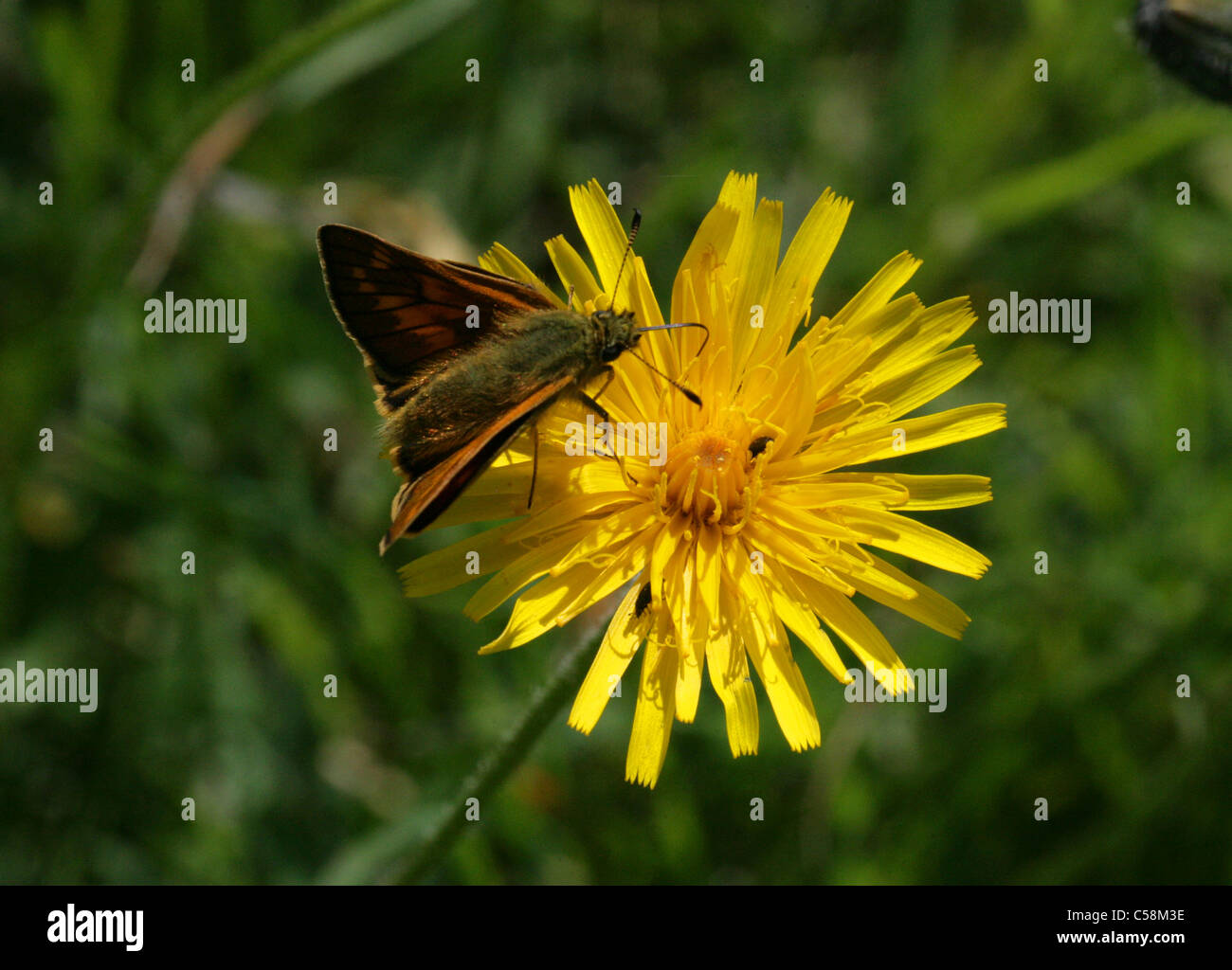 Bristly Hawkbit, Common Hawkbit, Rough Hawkbit, Leontodon hispidus, Asteraceae. Large Skipper Butterfly, Ochlodes sylvanus Stock Photo