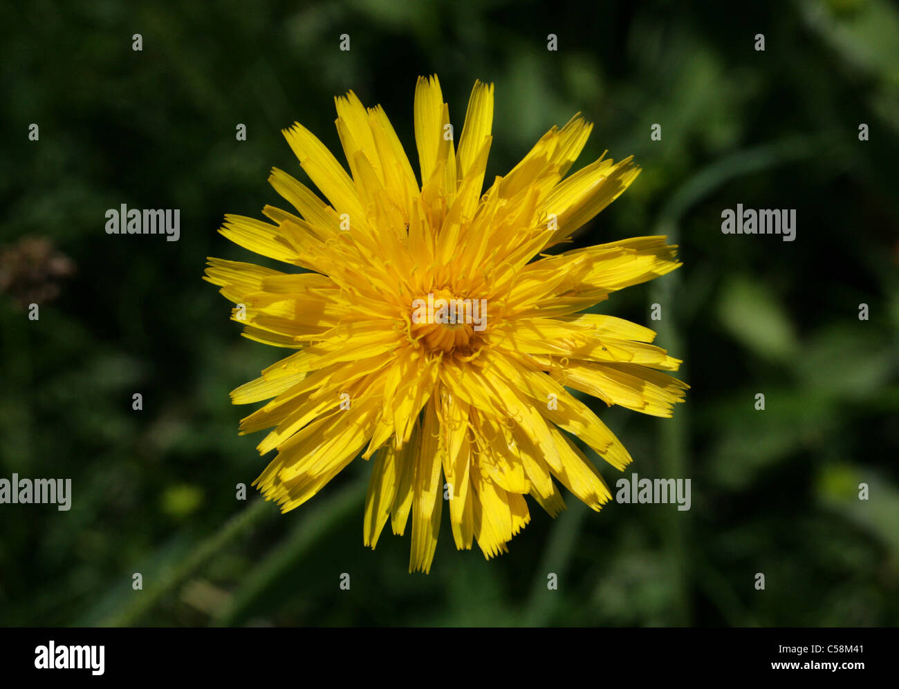 Bristly Hawkbit, Common Hawkbit, Rough Hawkbit, Leontodon hispidus, Asteraceae. Stock Photo