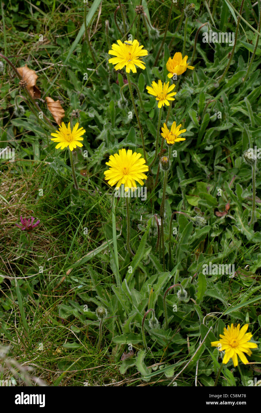 Bristly Hawkbit, Common Hawkbit, Rough Hawkbit, Leontodon hispidus, Asteraceae. Stock Photo