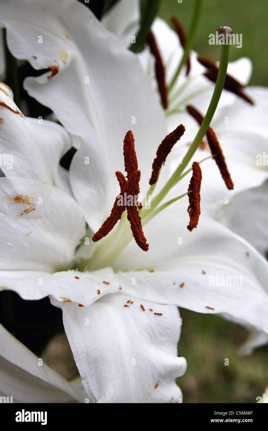White Asiatic Lilies (Lilium sp Stock Photo Alamy
