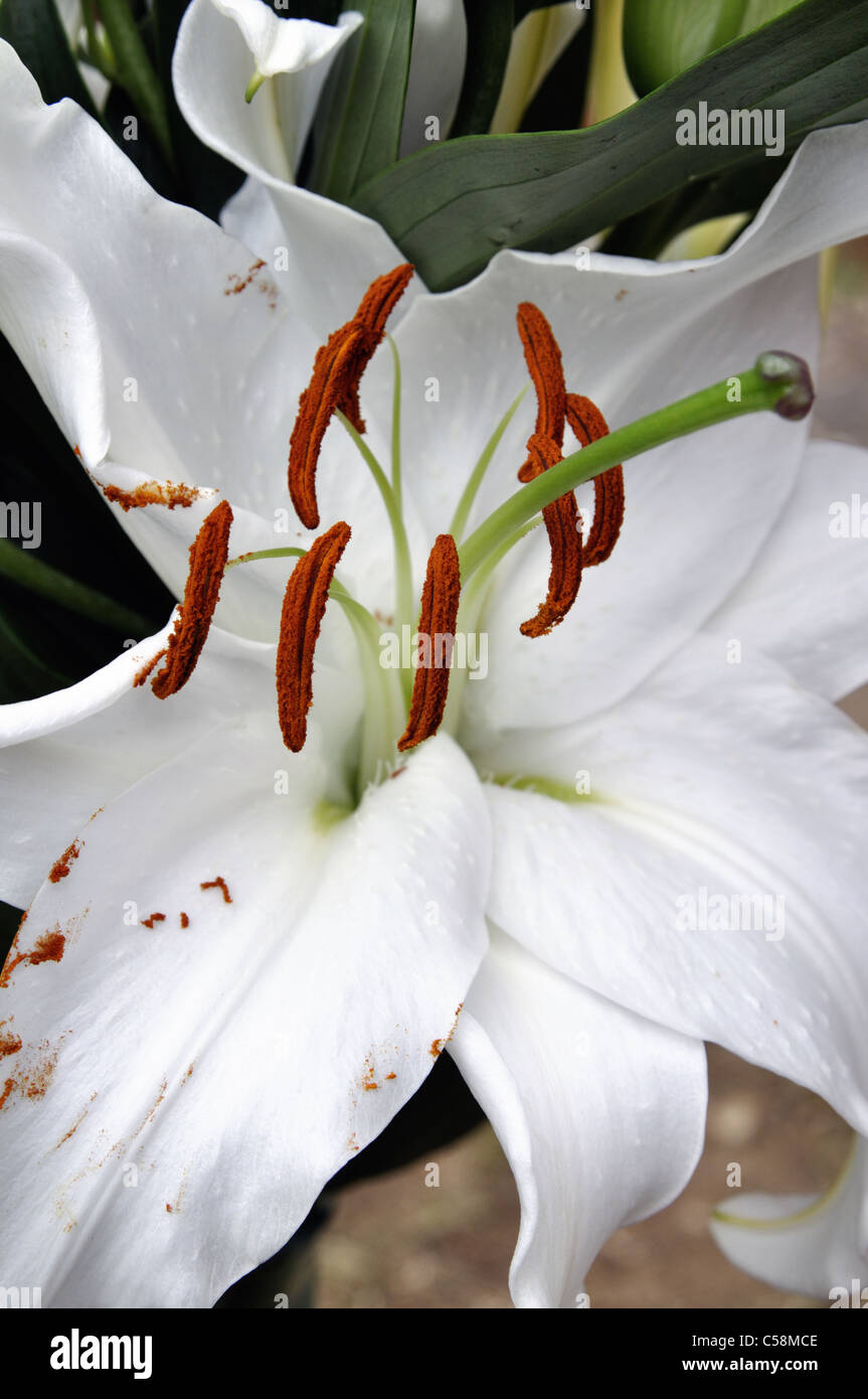 Asiatic lily vase hires stock photography and images Alamy