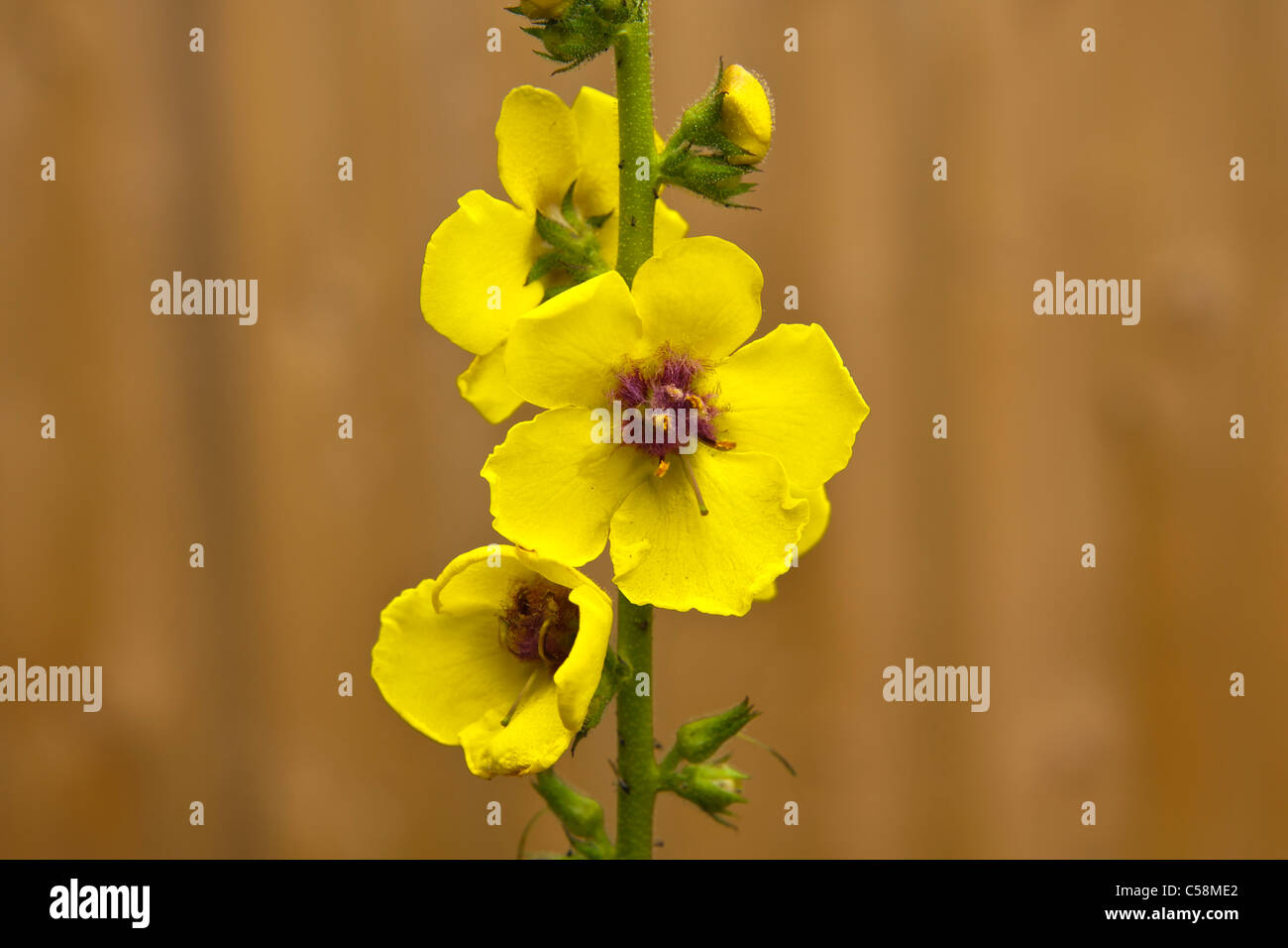 Plant, Wild flower, Dark Mullein, Verbascum nigrum. flowers Stock Photo