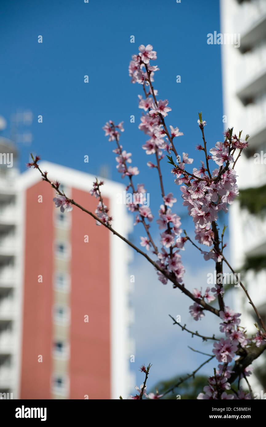 High rise block flats tree hi-res stock photography and images - Alamy