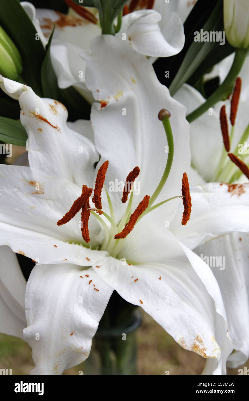 White Asiatic Lilies (Lilium sp Stock Photo Alamy
