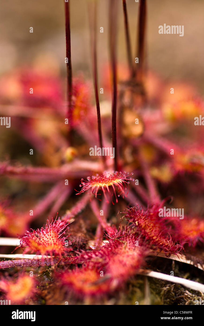 Plant, Roundleaved Sundew, Drosera rotundifolia, Leaves and red