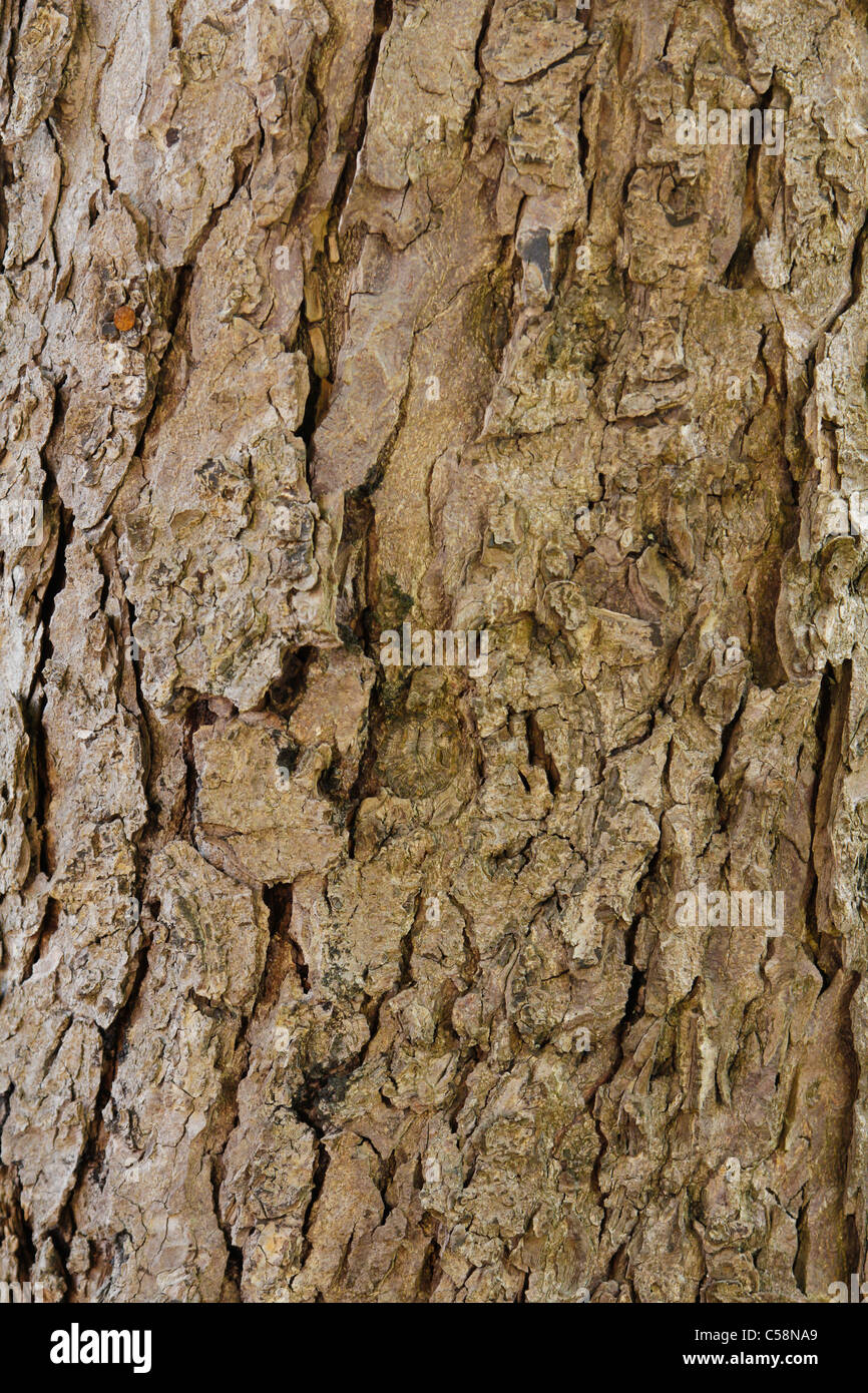 old tree bark Stock Photo