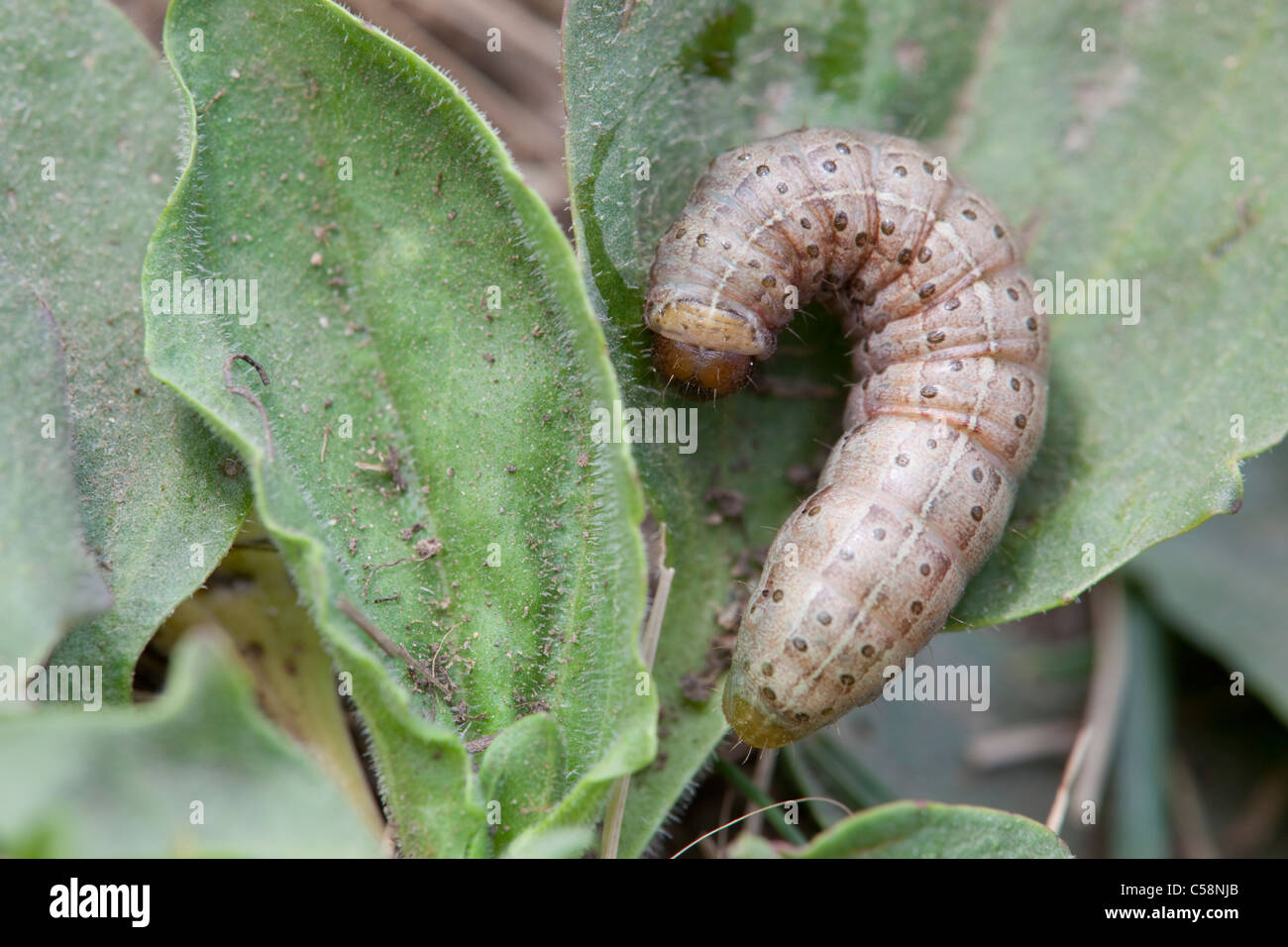 Caterpillar of Rosy Rustic Moth; Hydraecia micacea Stock Photo