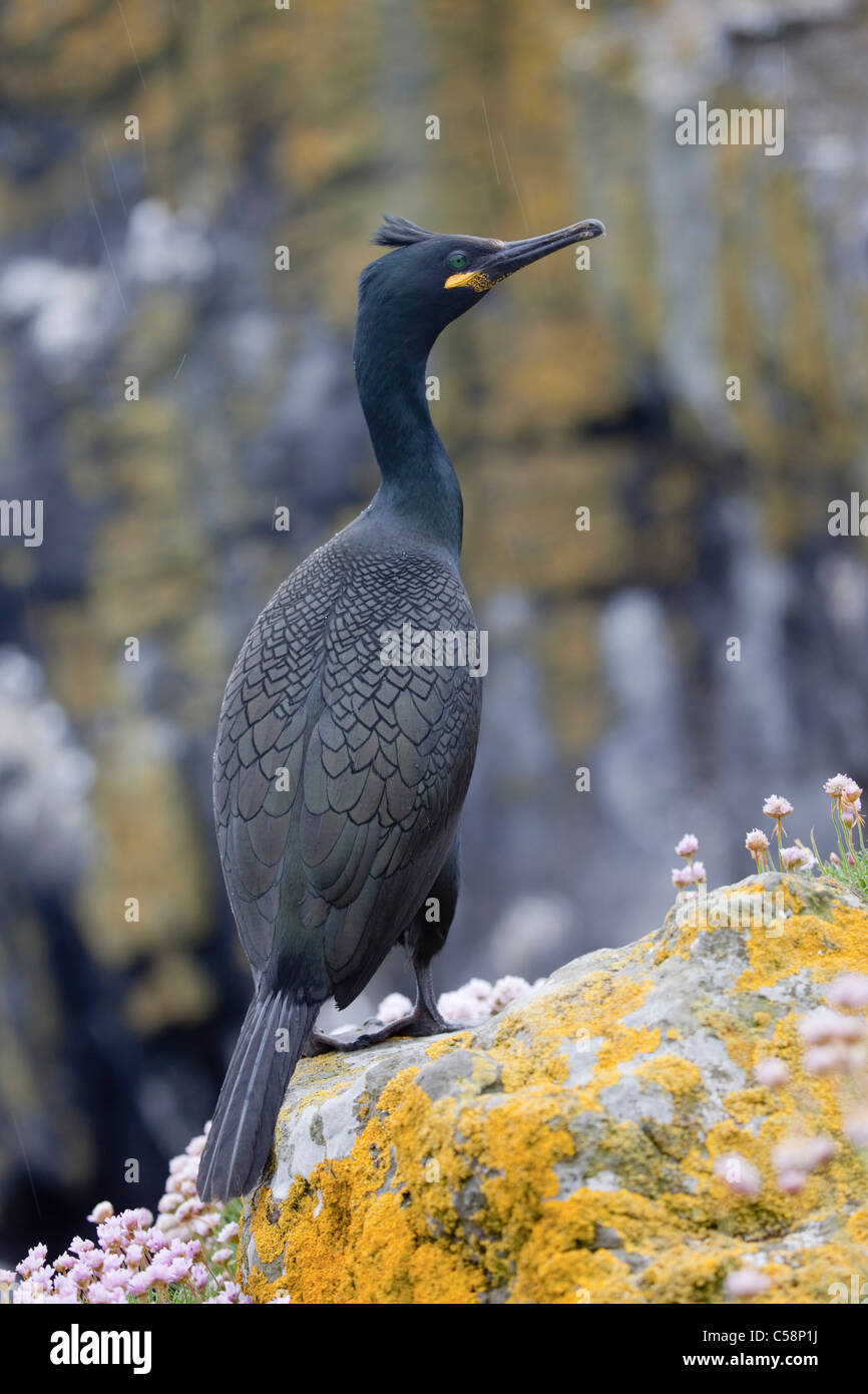 Shag; Phalacrocorax aristotelis; Mull; Scotland; rain Stock Photo