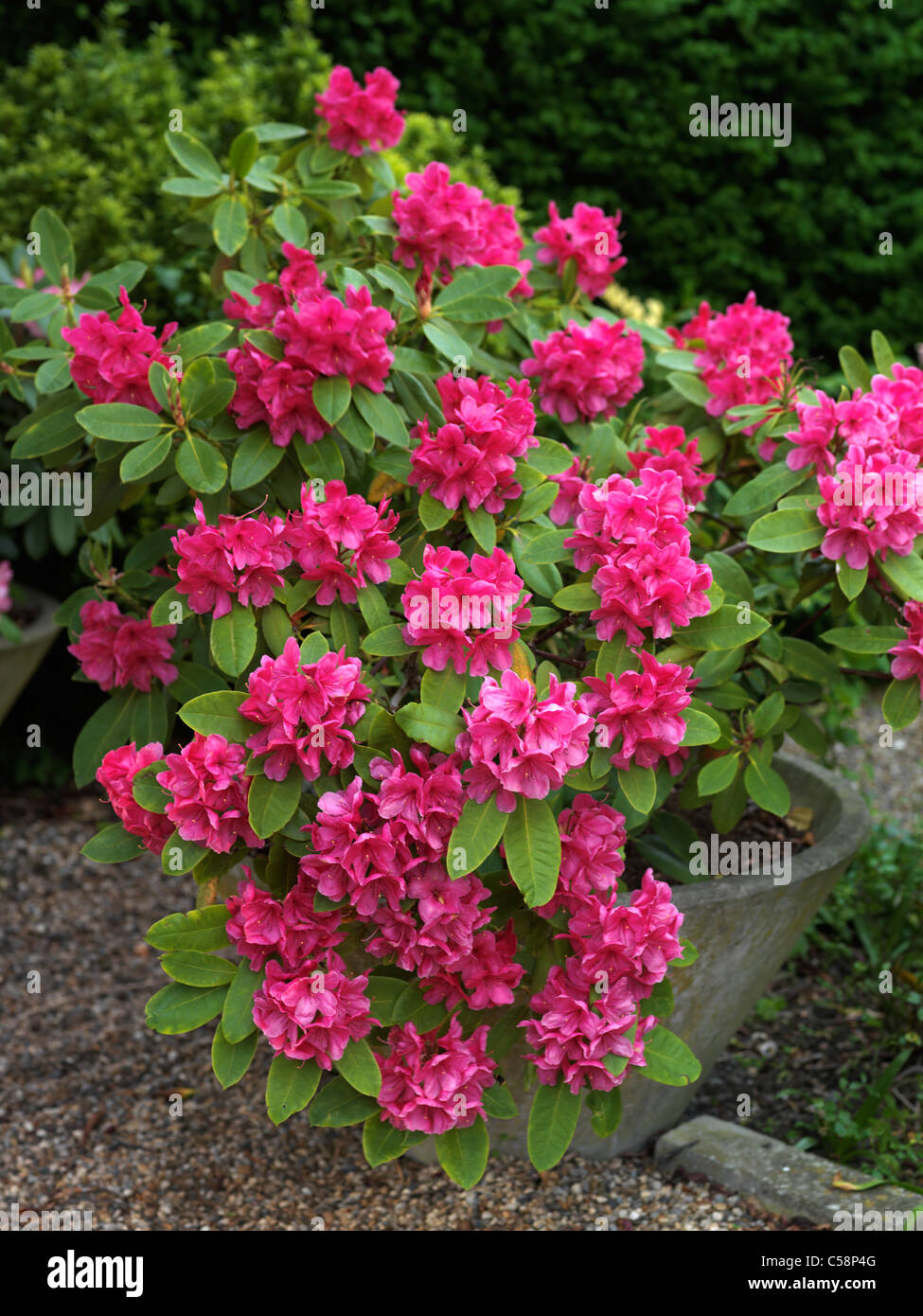 Pink Rhododendrons In Concrete Pot Stock Photo