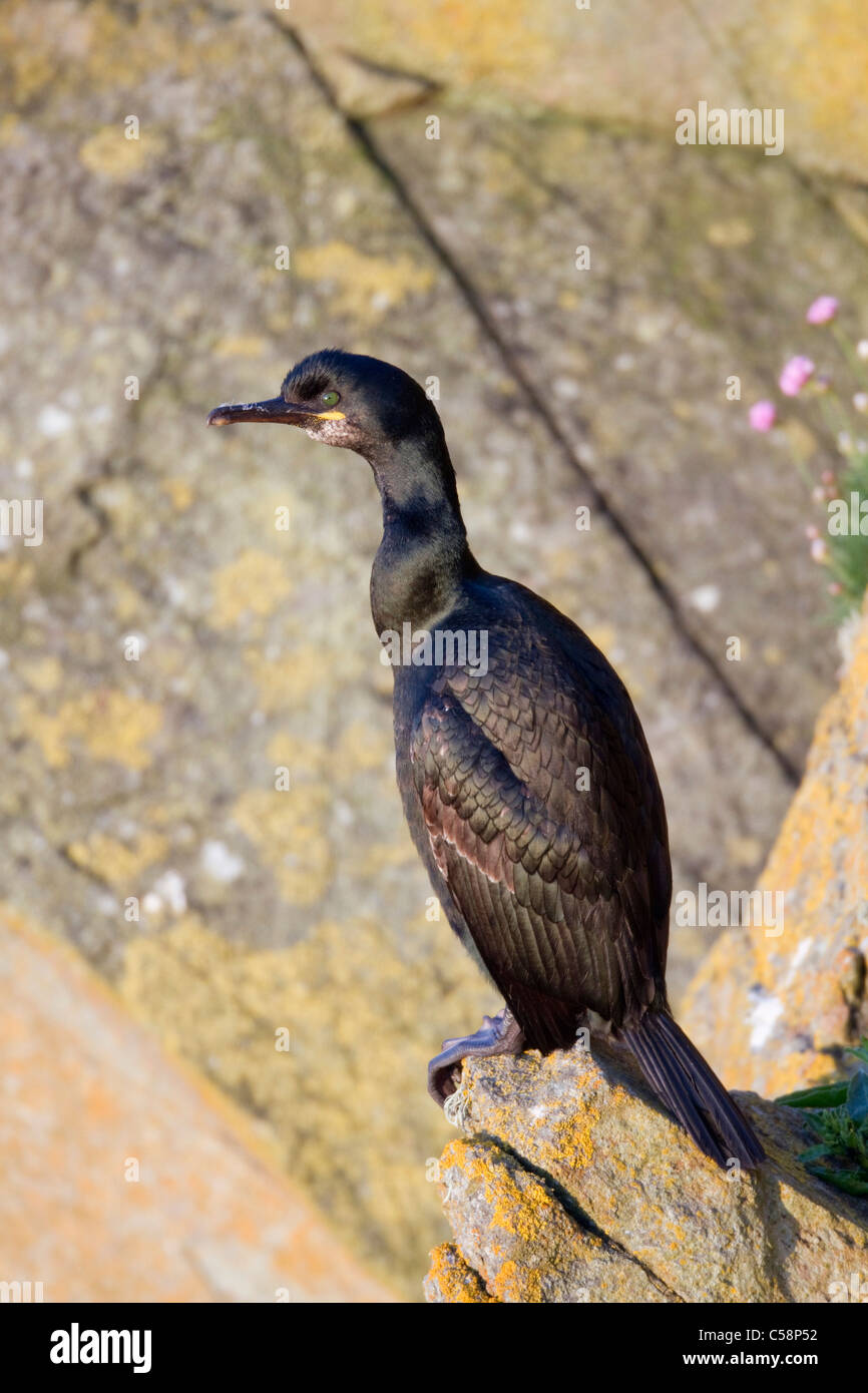 Shag; Phalacrocorax aristotelis; Cornwall Stock Photo