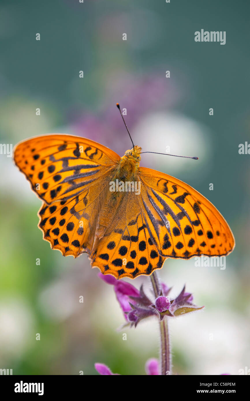 Silver Washed Fritillary Butterfly; Argynnis paphia; male Stock Photo