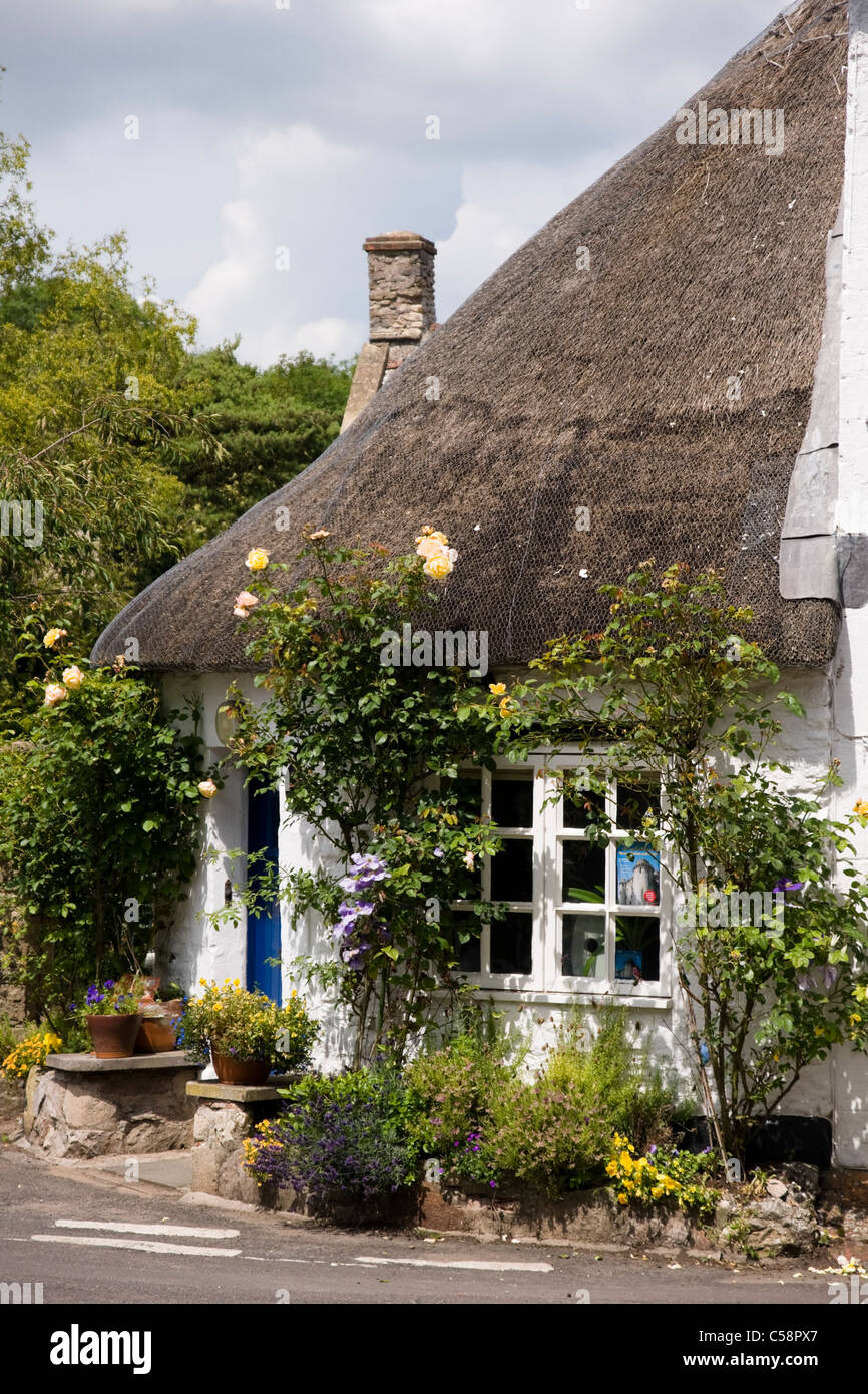 English Cottage with Roses around the door, Nunney Somerset England UK Stock Photo