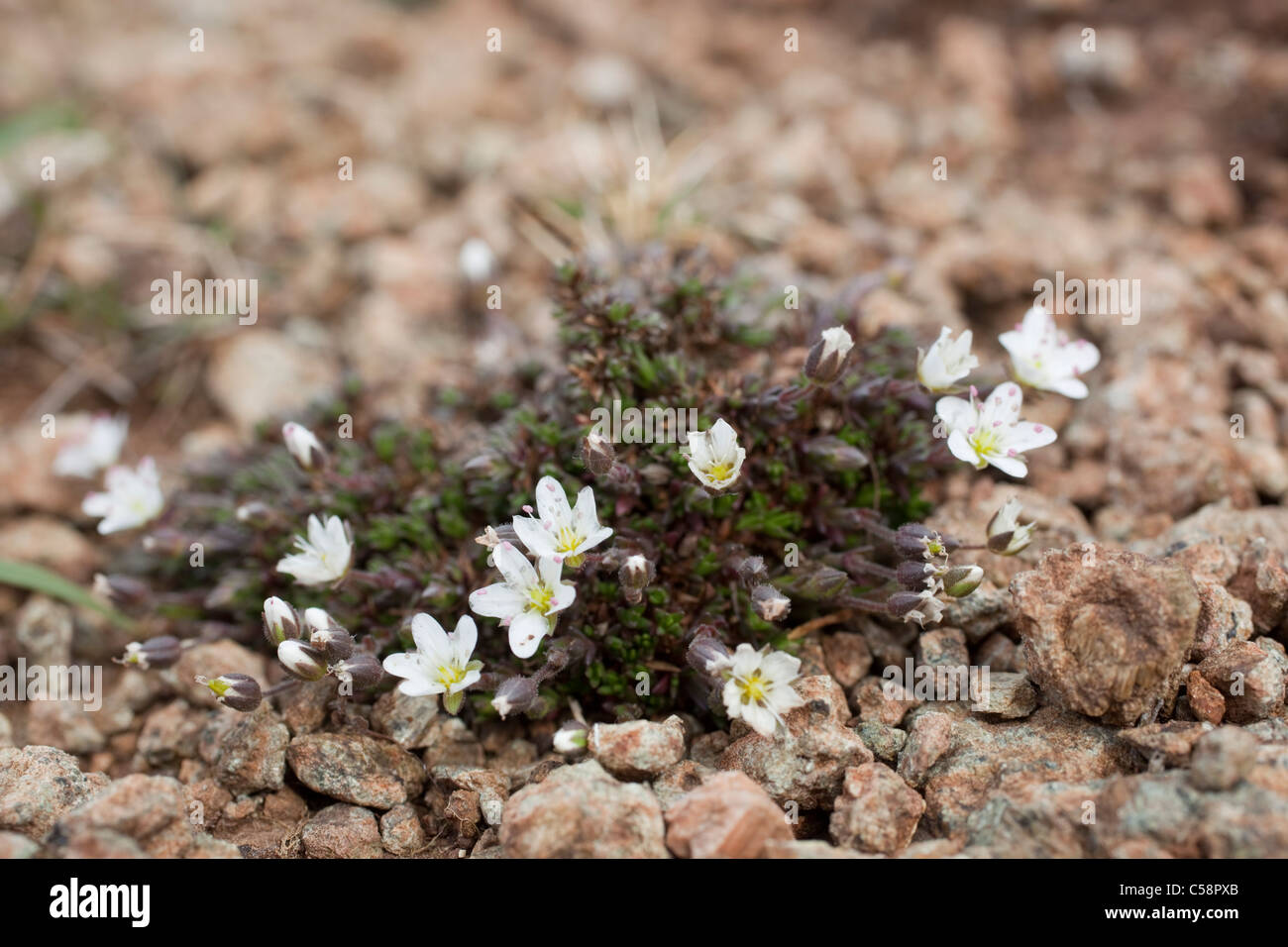 Spring Sandwort; Minuartia verna; Cornwall Stock Photo