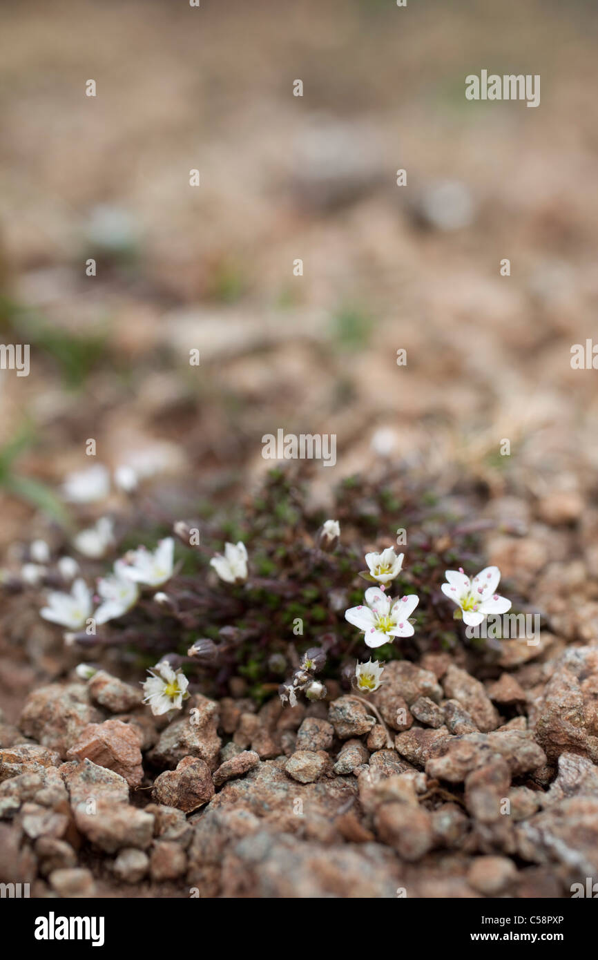 Spring Sandwort; Minuartia verna; Cornwall Stock Photo