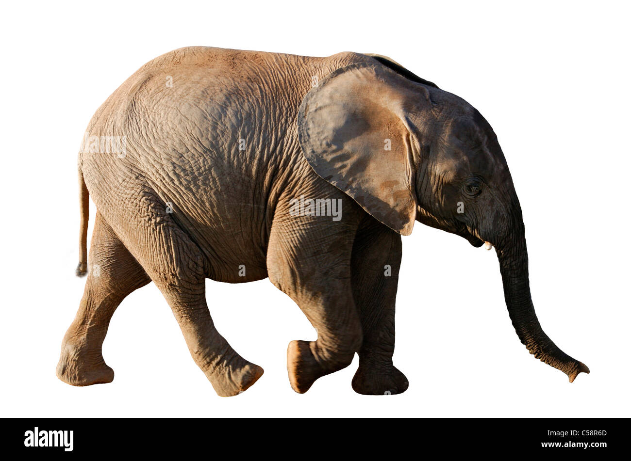 Baby elephant cut out hires stock photography and images Alamy
