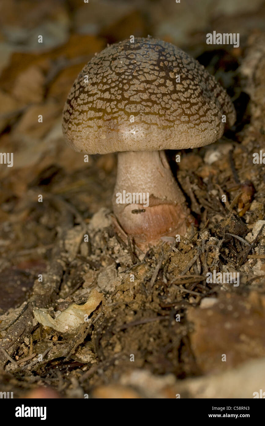 Blusher (Amanita rubescens) mushroom Stock Photo