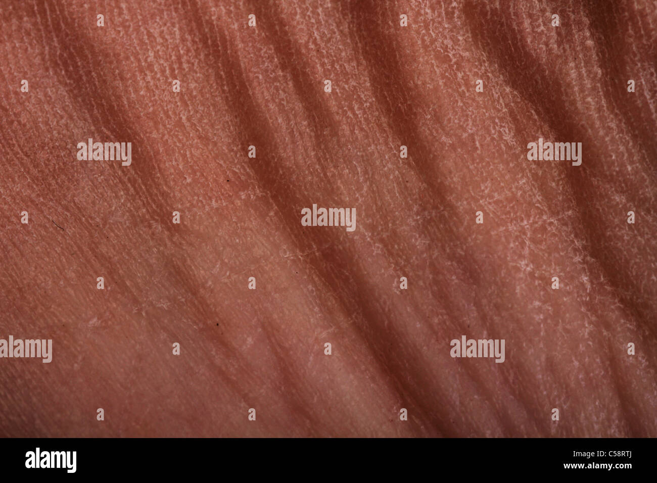 wrinkled human skin Stock Photo