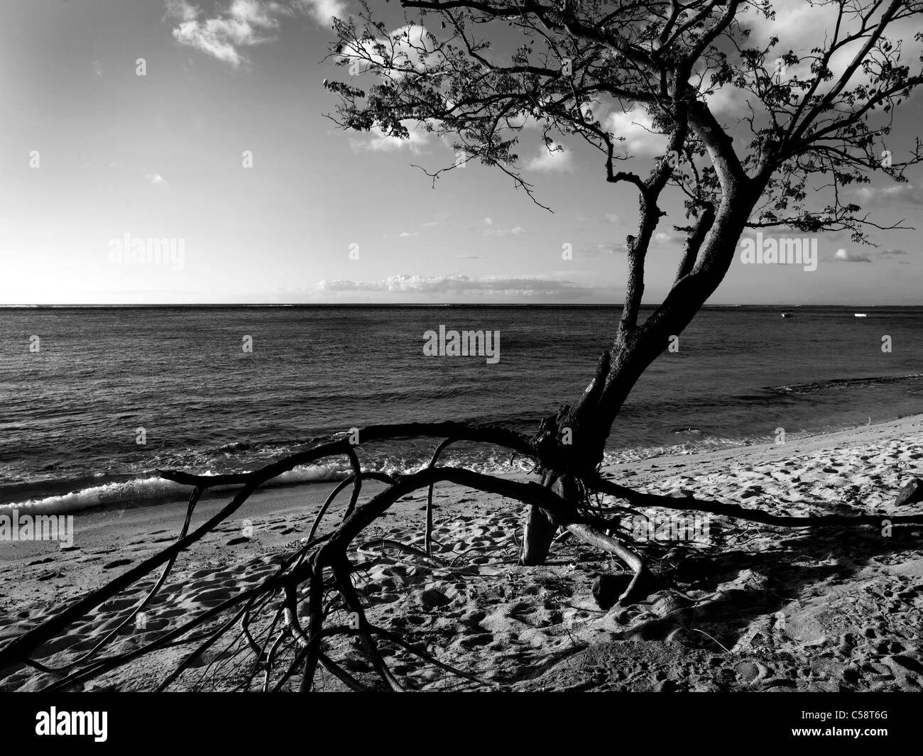 Le Morne Beach Mauritius Tree on Beach with Roots Exposed Stock Photo