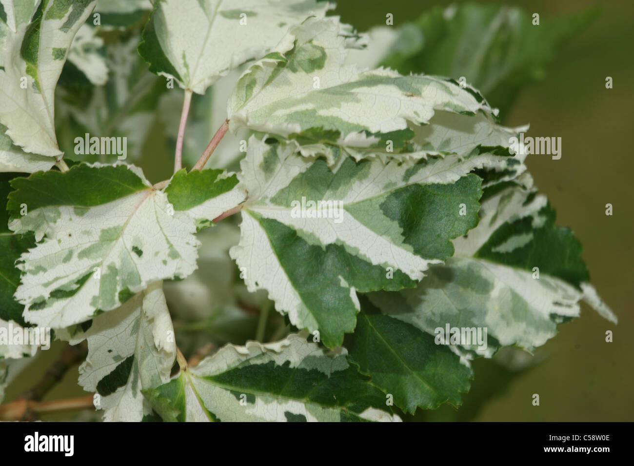 Acer crataegifolium 'Veitchii' Stock Photo