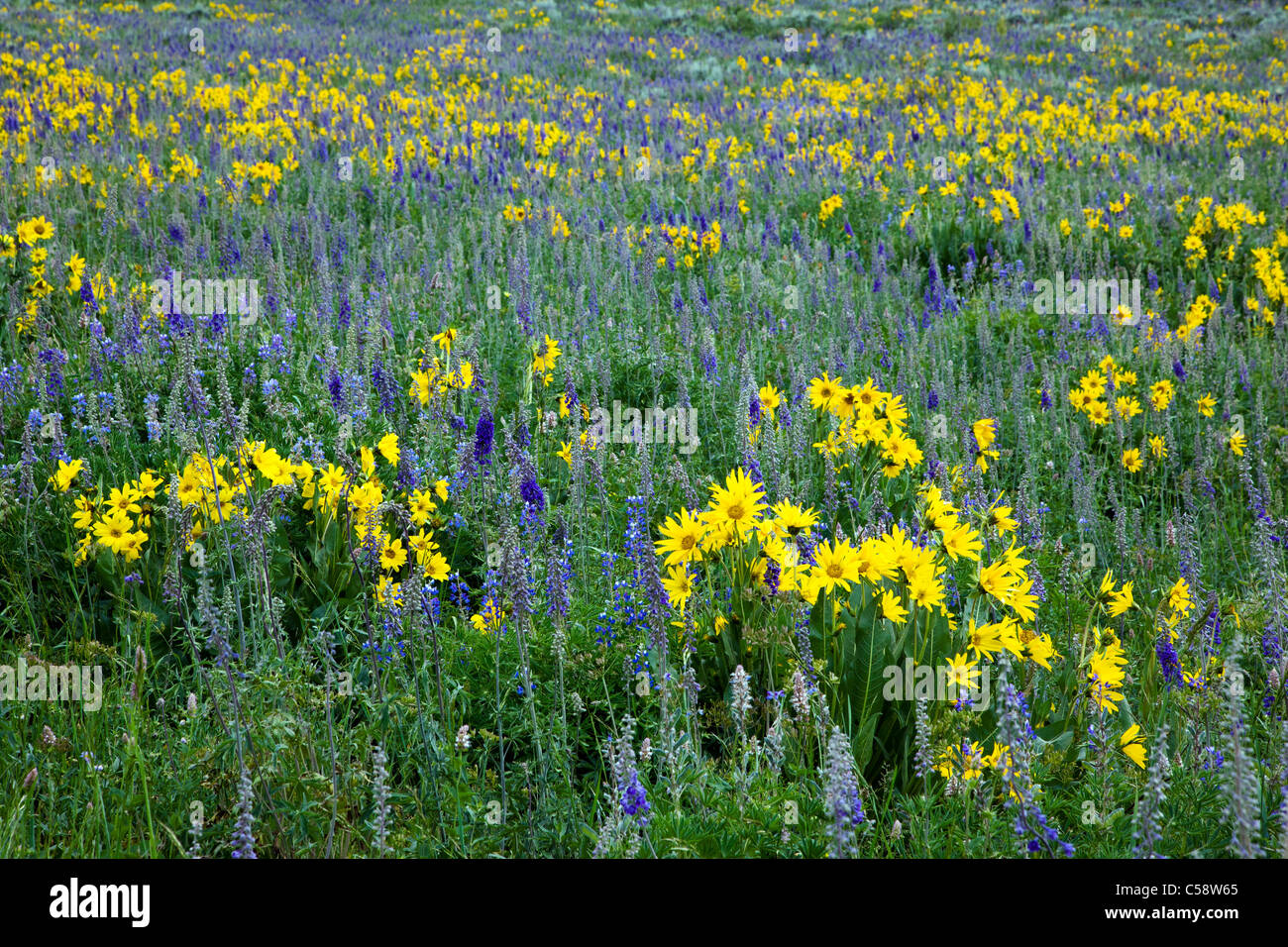 Blue Lupine and Aspen Sunflowers along Brush Creek Road near Crested Butte, Colorado, USA. Stock Photo