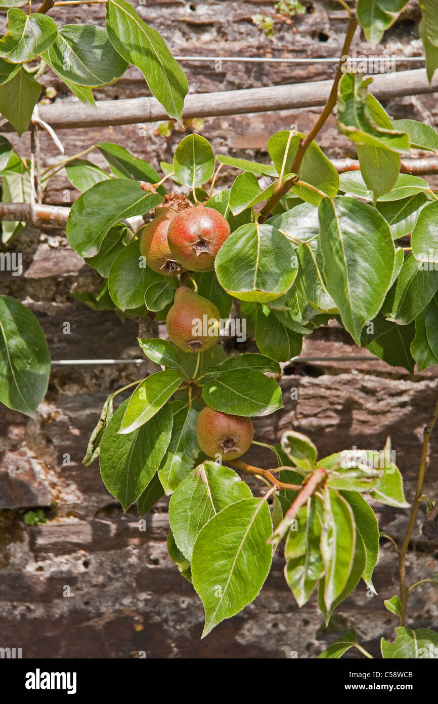 Pears (Doyenne du Comice) growing on tree Stock Photo