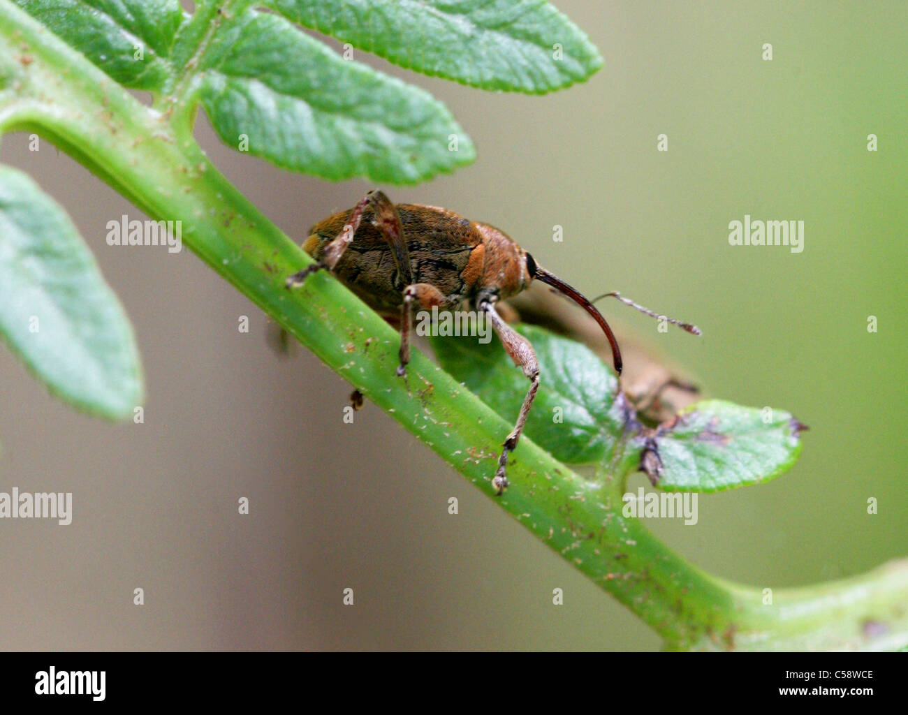Acorn Weevil, Curculio glandium, Curculionidae, Curculionoidea, Coleoptera. Male. Whippendell Woods, Hertfordshire, UK. Stock Photo