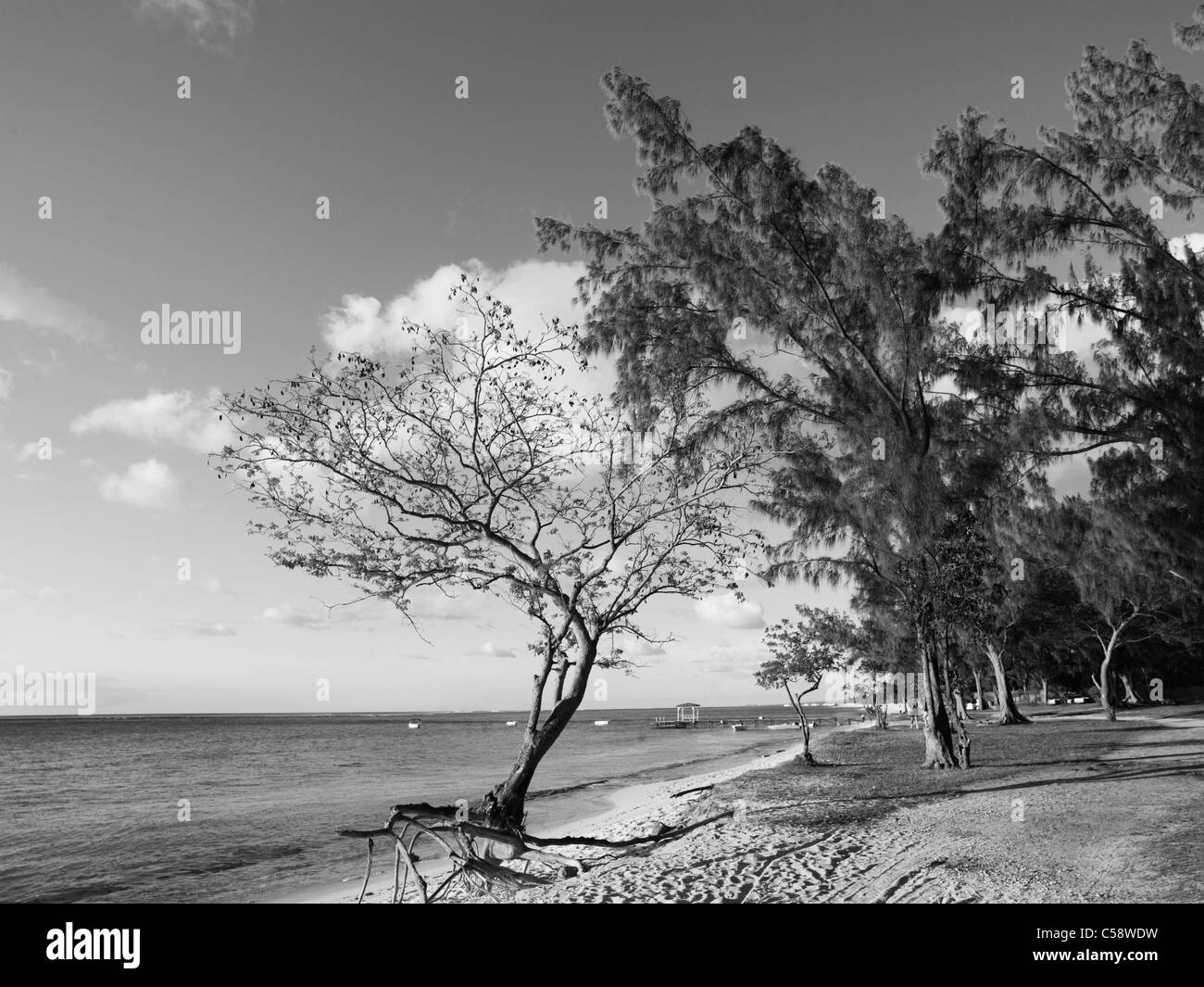 Le Morne Beach Mauritius Tree on Beach with Roots Exposed Stock Photo