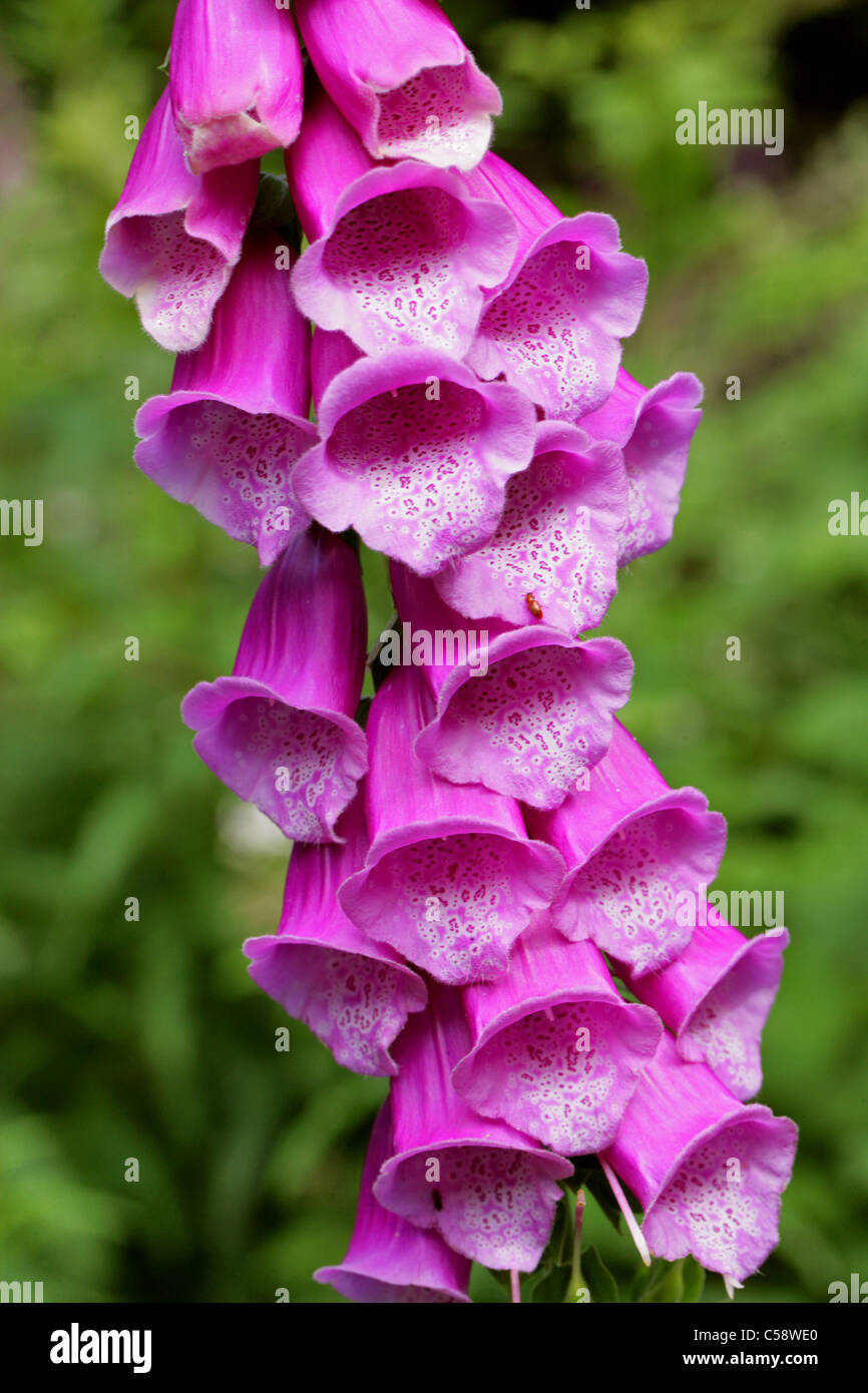 Foxglove, Digitalis purpurea, Scrophulariaceae. British Wild Flower. Stock Photo