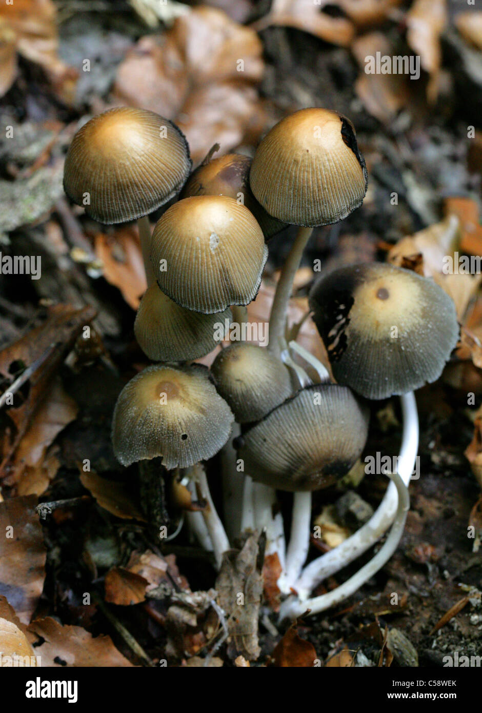 Glistening Inkcap Fungi, Coprinellus micaceus, Psathyrellaceae. Previously Coprinus micaceus, Coprinaceae. Stock Photo