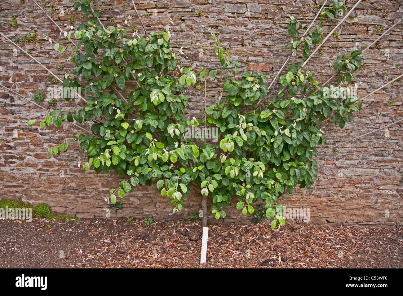 Quince tree (Meeches Prolific) fan trained against old brick wall Stock Photo
