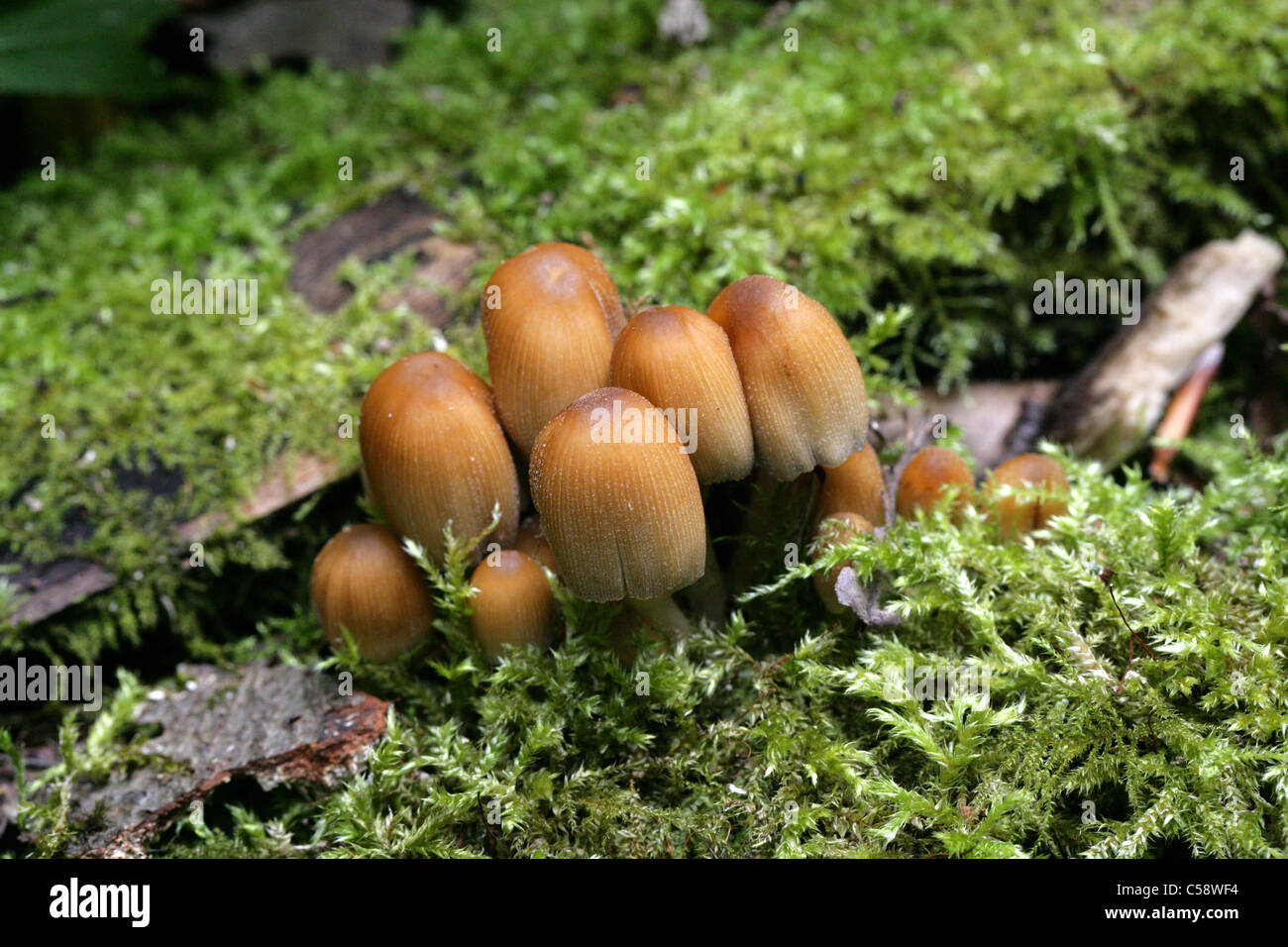 Glistening Inkcap Fungi, Coprinellus micaceus, Psathyrellaceae. Previously Coprinus micaceus, Coprinaceae. Stock Photo