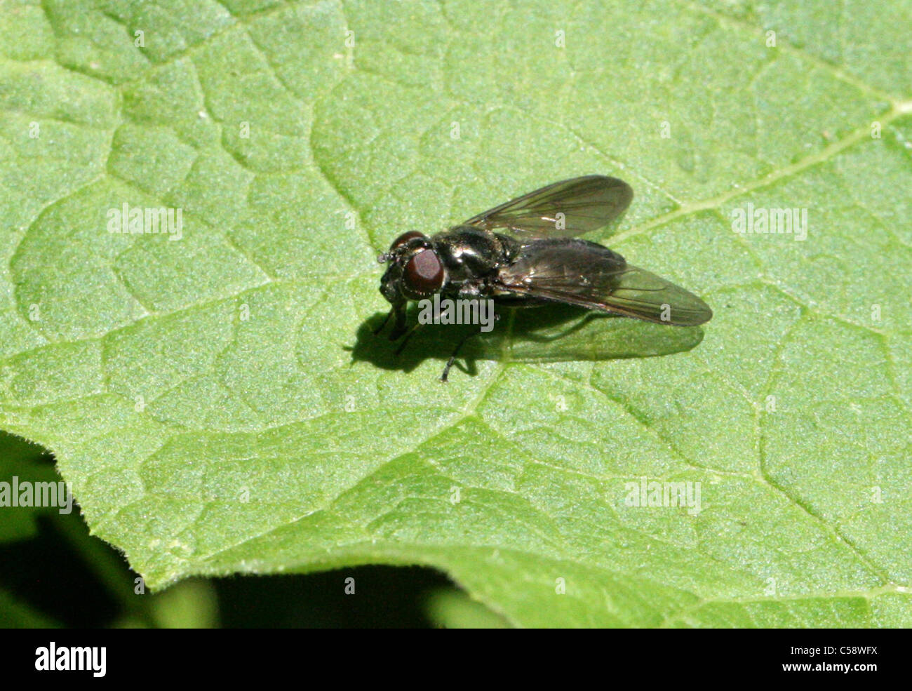 Hoverfly, Cheilosia variabilis, Syrphidae, Diptera. Female. Stock Photo