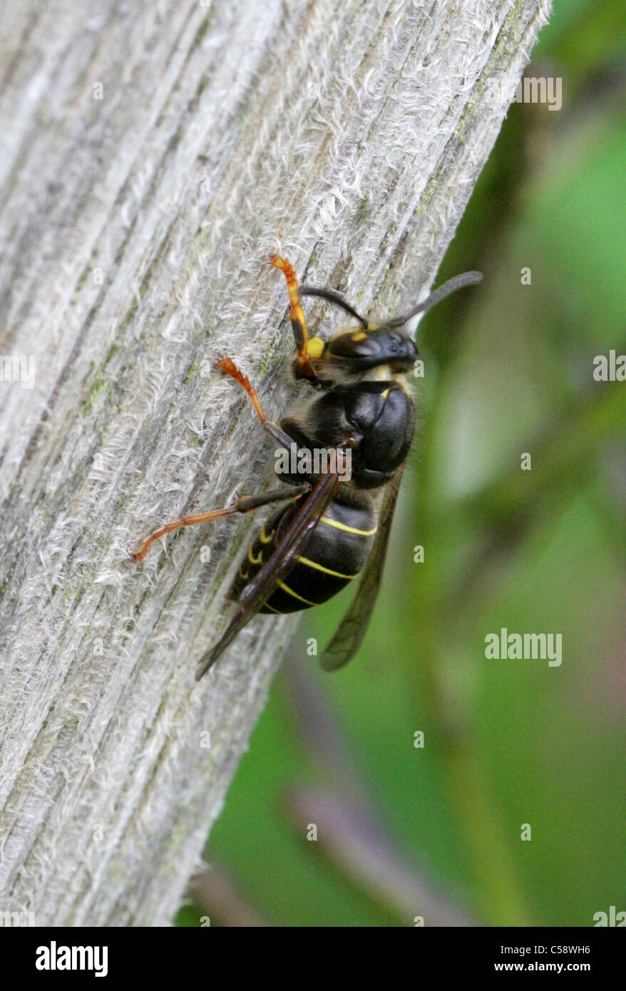 Median Wasp, Dolichovespula media, Vespinae, Vespidae, Apocrita, Hymenoptera. Scraping Wood Shavings of a Post for Nest Material Stock Photo
