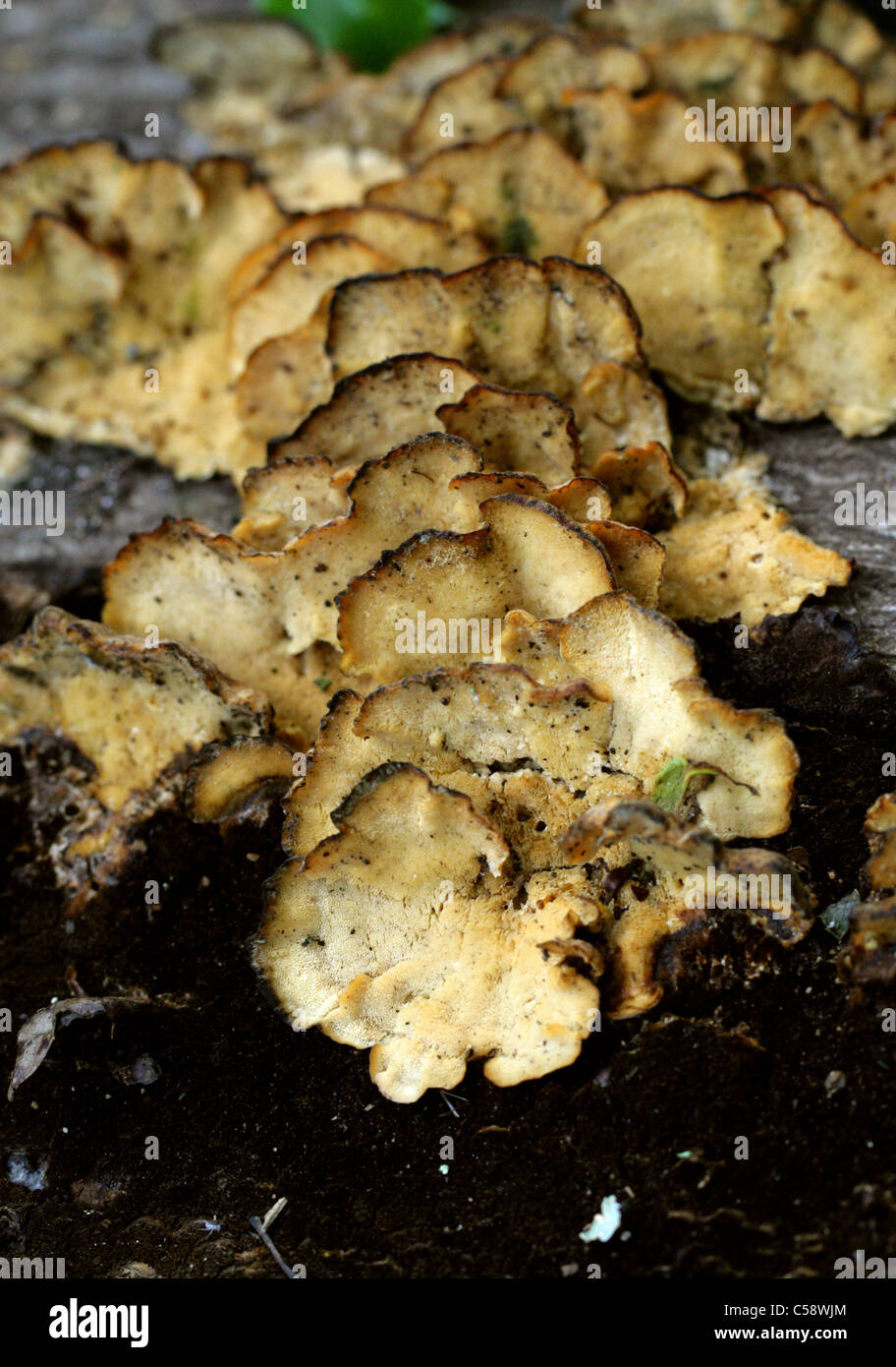 A Polypore Fungus, Polyporaceae. Whippendell Woods, Hertfordshire, UK. Underside. Stock Photo