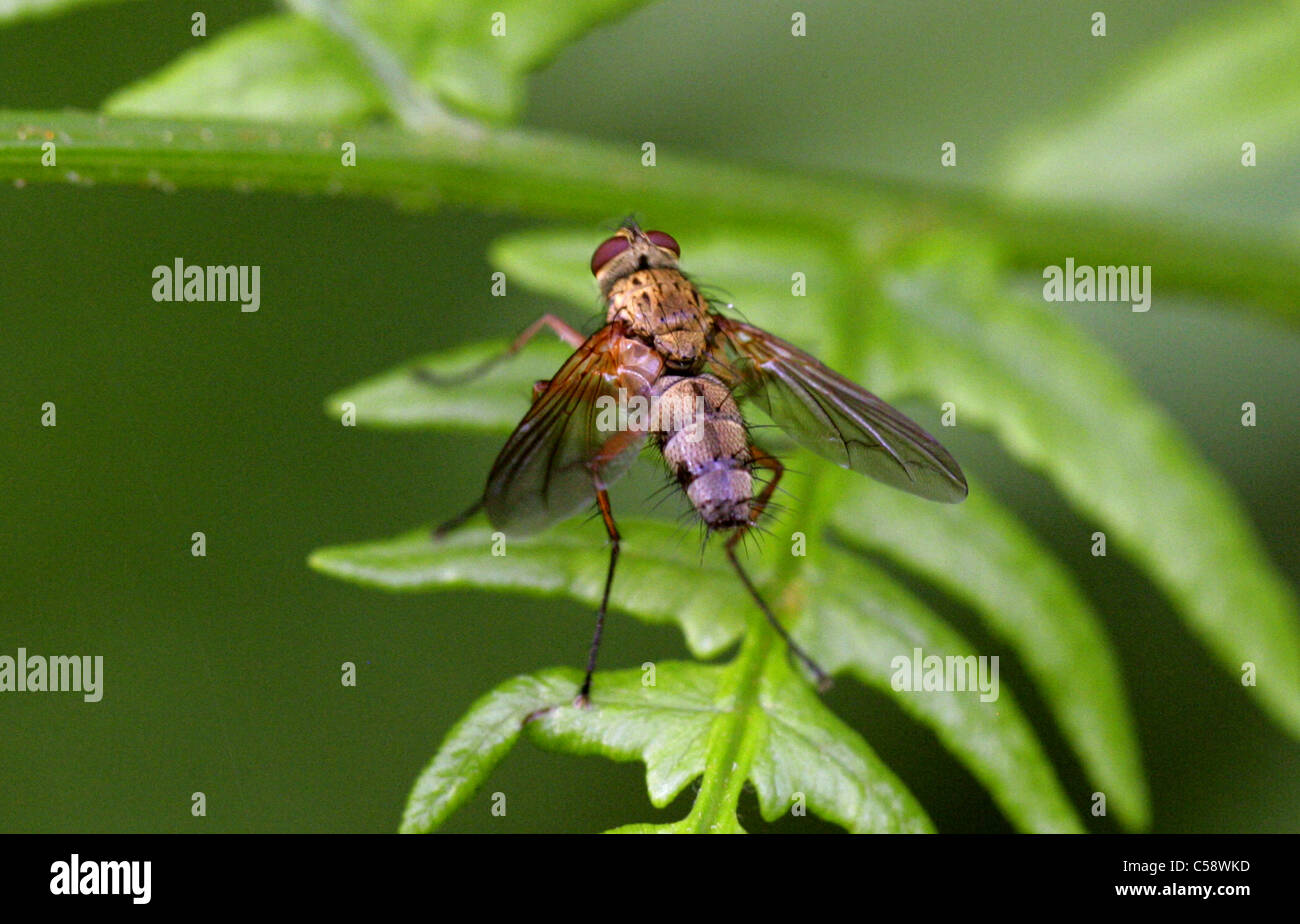 Tachinid Fly, Dexia rustica, Dexiini, Dexiinae, Tachinidae, Diptera. Female. Whippendell Woods, Hertfordshire, UK. Stock Photo