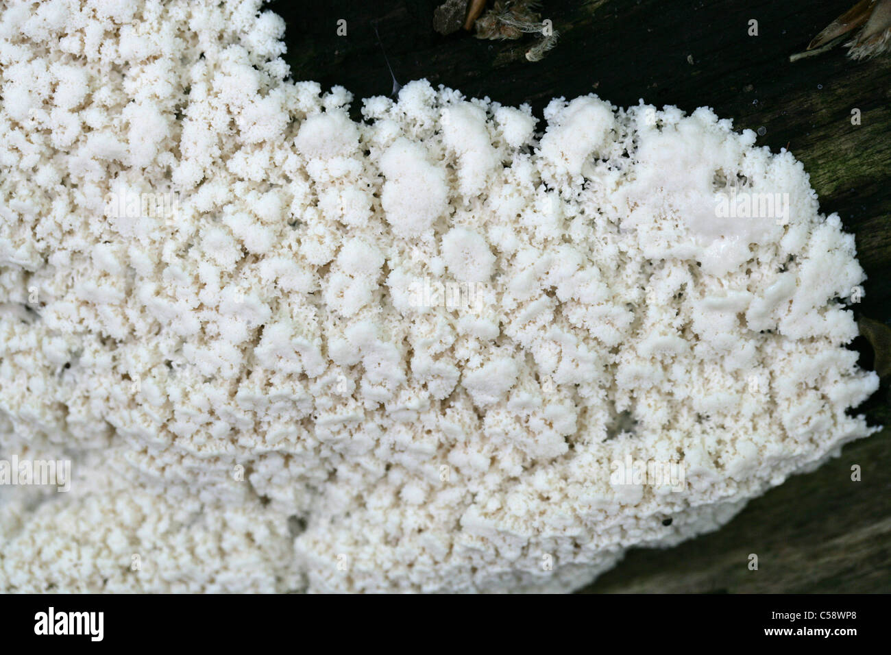 White Coral Slime or White-Finger Slime, Ceratiomyxa fruticulosa. Whippendell Woods, Hertfordshire, UK. Plasmoidal Stage. Stock Photo