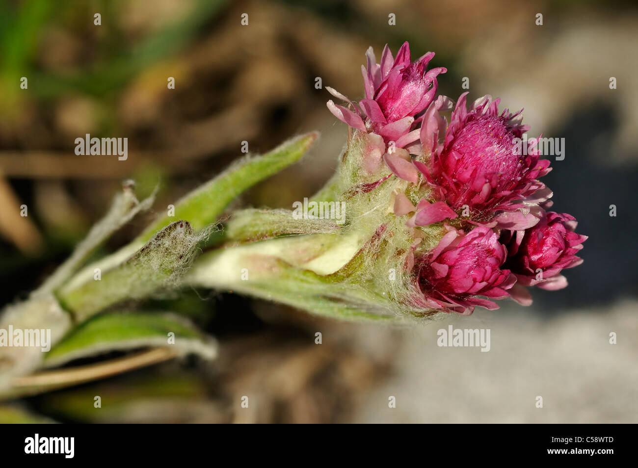 Mountain Everlasting or Cat's Foot - Antennaria dioica growing on the Burren, Ireland Stock Photo