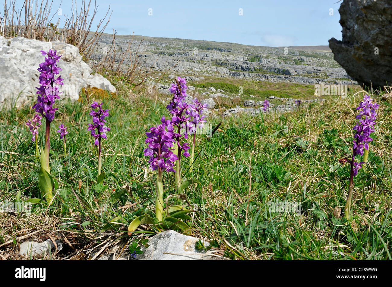 Early Purple Orchid - Orchis mascula, against Limestone Pavement Cliffs, The Burren Stock Photo