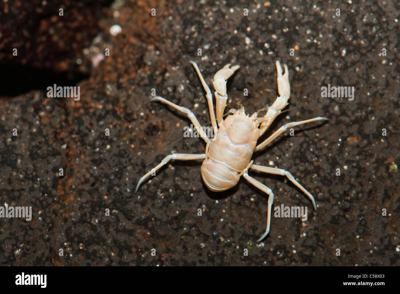 Munidopsis polymorpha (nicknamed 'jameíto'), a small albino blind crab endemic from the Jameos del Agua cave, Lanzarote, Canary Islands, Spain Stock Photo