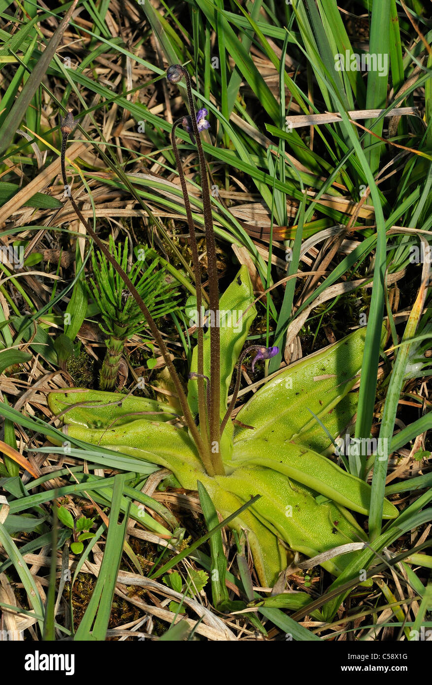 Common Butterwort - Pinguicula vulgaris Whole plant Stock Photo