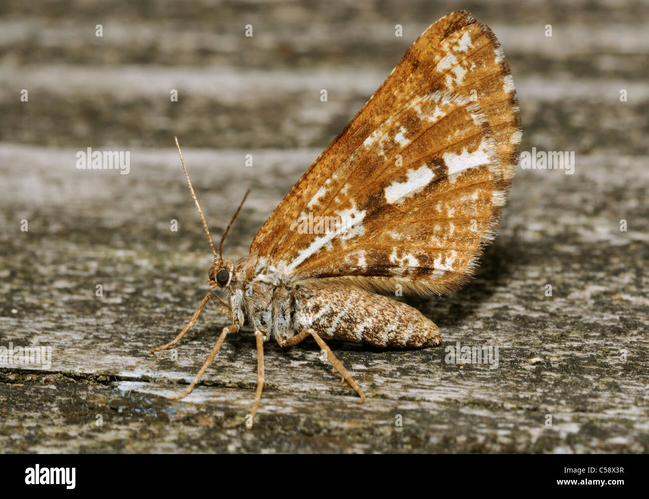 Bordered White Moth - Bupalus piniaria Stock Photo
