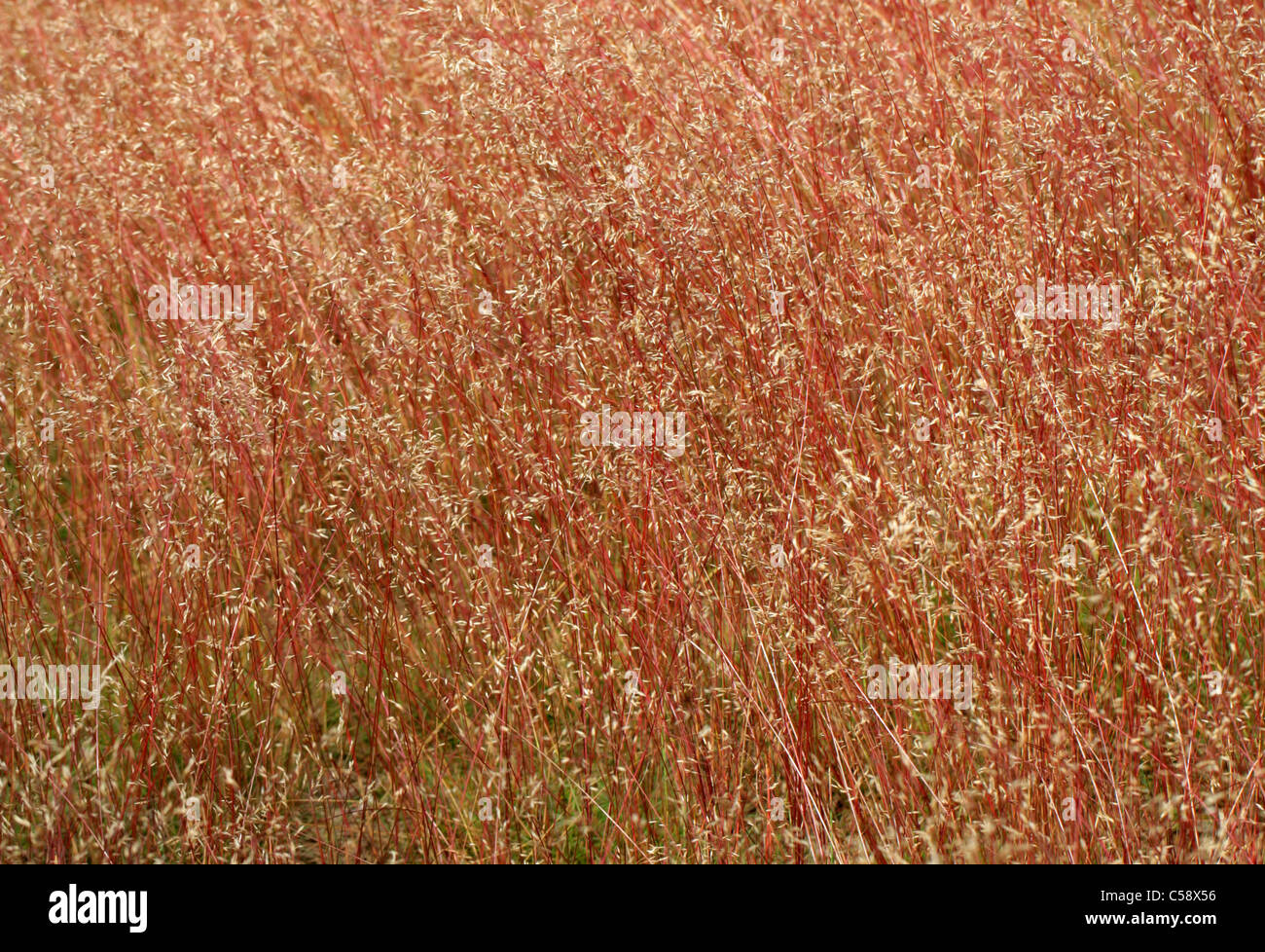Wavy Hair-grass, Deschampsia flexuosa, Poaceae. A Beautiful Red Stemmed Grass, Rammamere Heath, Bedfordshire, UK (July). Stock Photo