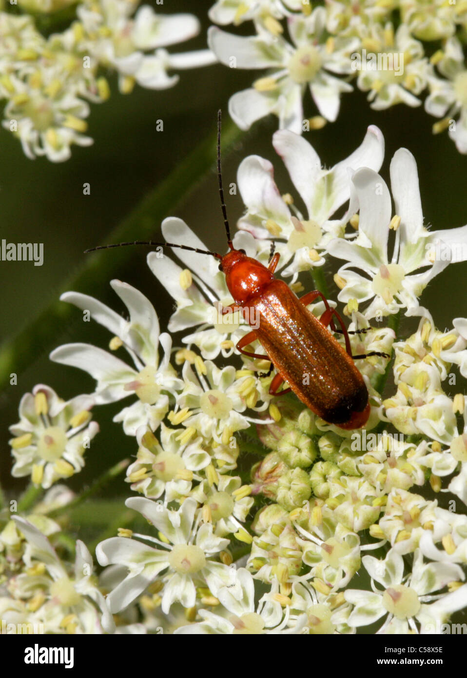 Common Red Soldier Beetle, Rhagonycha fulva, Cantharidae. On Hogweed