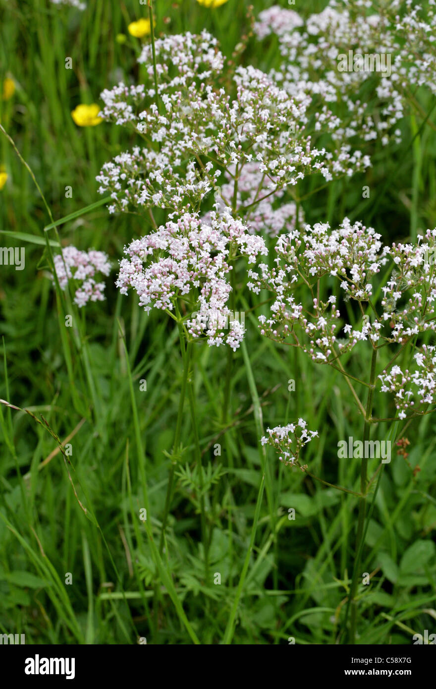 Common Valerian, Valeriana officinalis, Valerianaceae. Stock Photo
