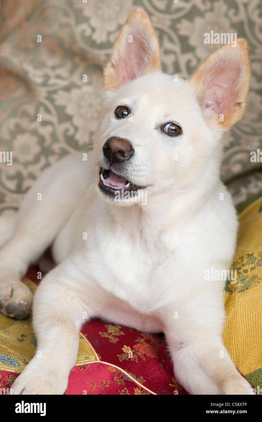 A Three Month Old Shiba Inu Mixed Breed Rescue Puppy Stock Photo Alamy