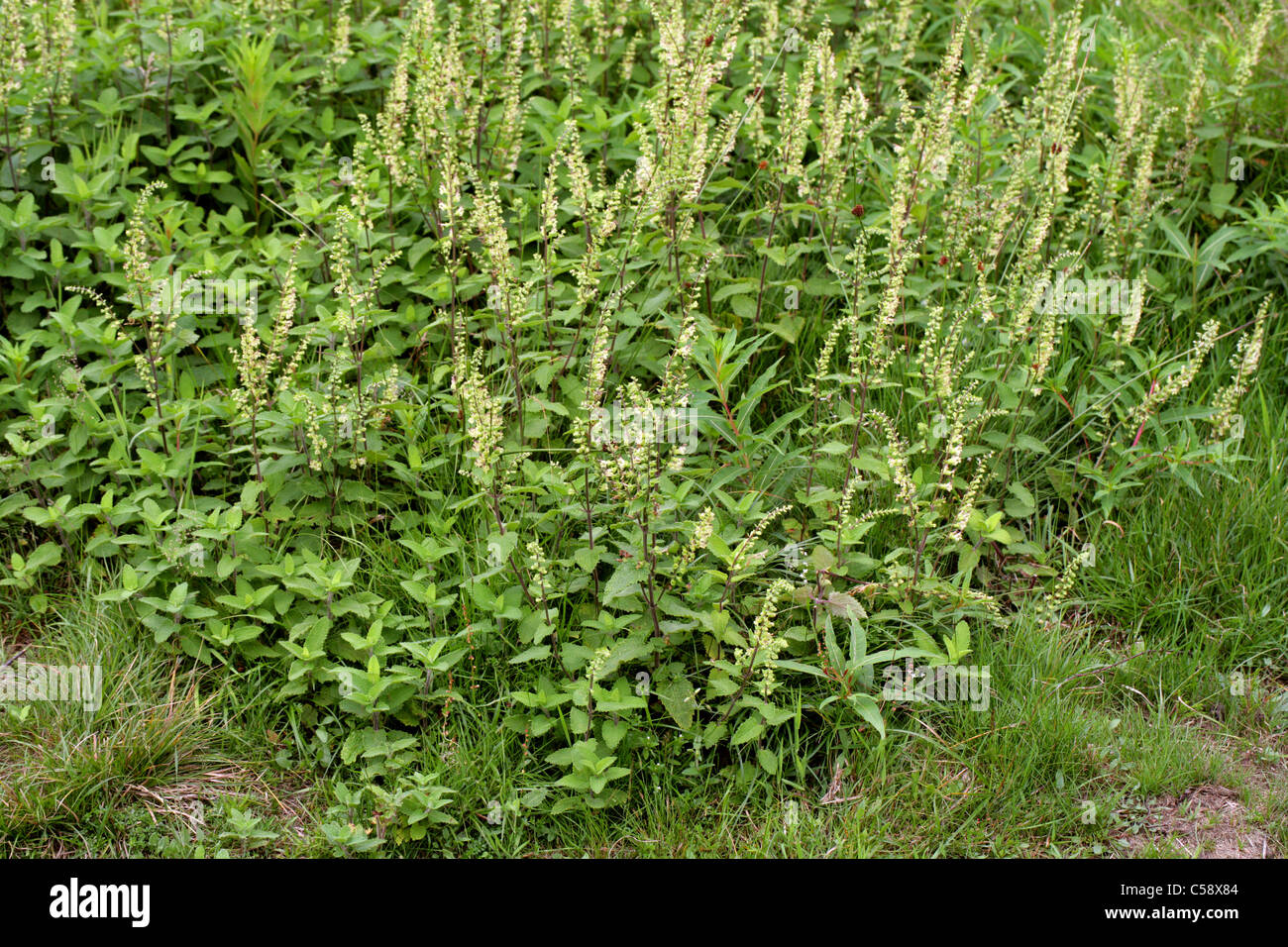 Wood Sage, Teucrium scorodonia, Lamiaceae. Stock Photo