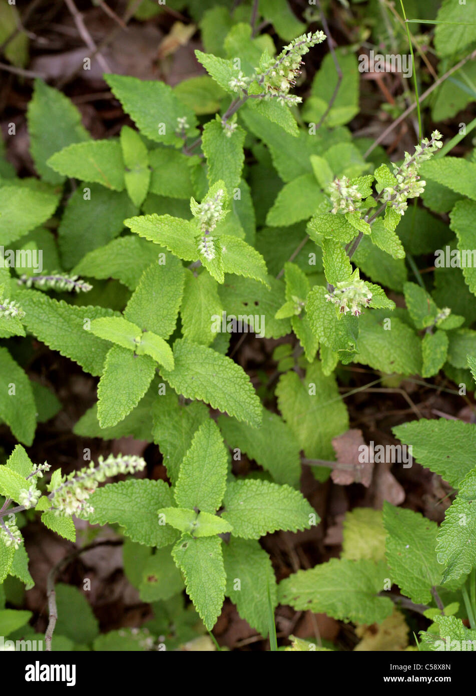 Wood Sage, Teucrium scorodonia, Lamiaceae. Stock Photo